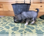 Small #6 Alaskan Klee Kai-Pomeranian Mix