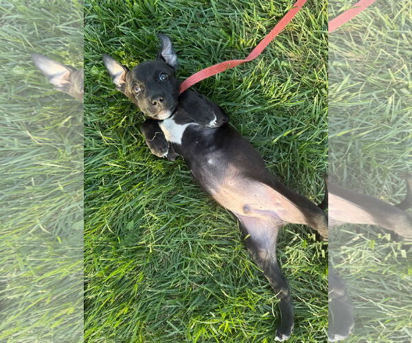 Medium Photo #2 Labrador Retriever-Unknown Mix Puppy For Sale in Germantown, OH, USA