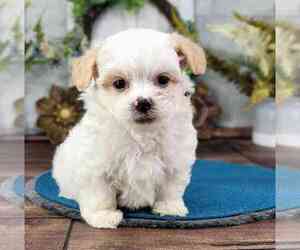 Shih Tzu Puppy for sale in MARIETTA, GA, USA