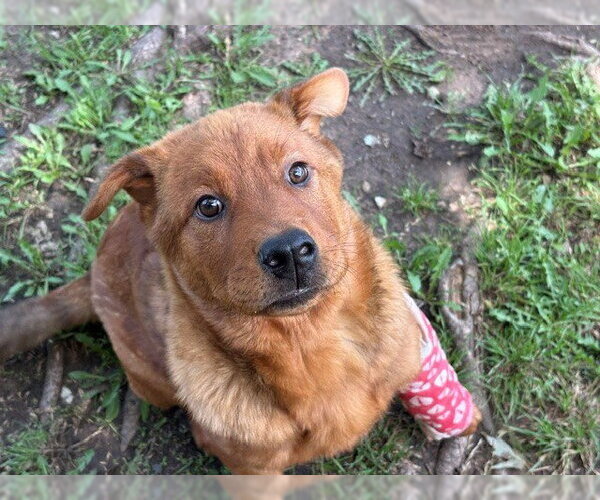 Medium Photo #2 Chow Chow-Unknown Mix Puppy For Sale in Tulsa, OK, USA