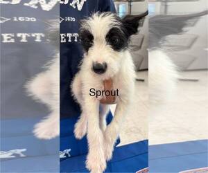 Border Collie Dogs for adoption in Turlock, CA, USA