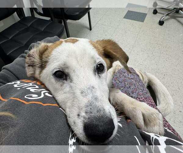 Medium Photo #5 Labrenees Puppy For Sale in Holly Springs, NC, USA