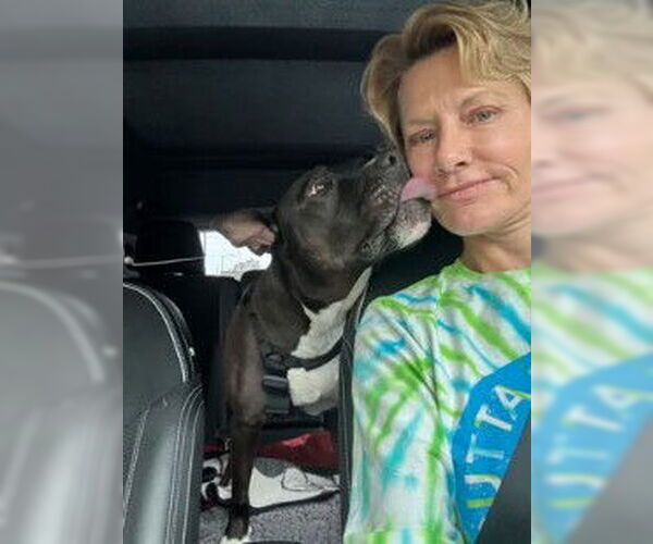 Medium Photo #6 American Pit Bull Terrier-Unknown Mix Puppy For Sale in Fallbrook, CA, USA