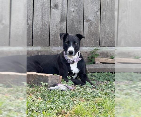 Medium Photo #2 Pointer-Unknown Mix Puppy For Sale in Pasadena, TX, USA