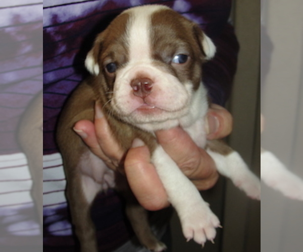 Medium Photo #2 Boston Terrier Puppy For Sale in CRKD RVR RNCH, OR, USA