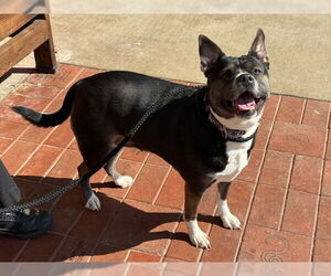 Siberian Husky Dogs for adoption in Derwood, MD, USA