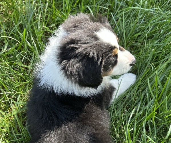 Medium Photo #3 Miniature American Shepherd Puppy For Sale in NOLENSVILLE, TN, USA
