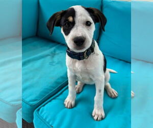 Retriever -Unknown Mix Dogs for adoption in Virginia Beach, VA, USA