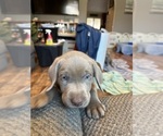 Puppy Blue Labrador Retriever