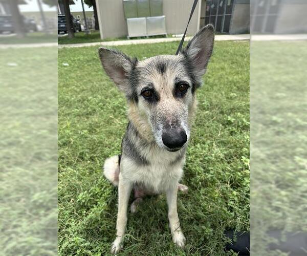 Medium Photo #1 German Shepherd Dog-Unknown Mix Puppy For Sale in San Antonio, TX, USA
