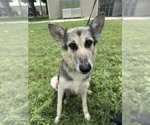 German Shepherd Dog-Unknown Mix Dogs for adoption in San Antonio, TX, USA
