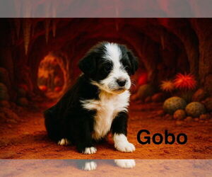 Border Collie-Unknown Mix Dogs for adoption in Sandy, UT, USA