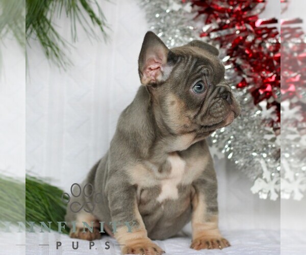 Medium Photo #4 French Bulldog Puppy For Sale in LITITZ, PA, USA
