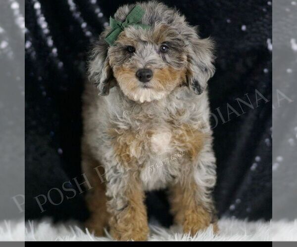 Medium Photo #5 Poodle (Toy) Puppy For Sale in WARSAW, IN, USA