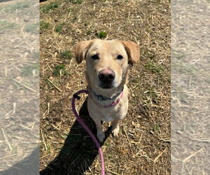 Labrador Retriever Dogs for adoption in Evansville, IN, USA