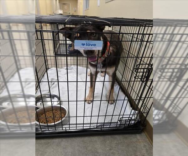 Medium Photo #1 Doberman Pinscher-Siberian Husky Mix Puppy For Sale in Texas City, TX, USA