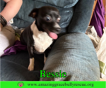 Small #3 Chihuahua Mix