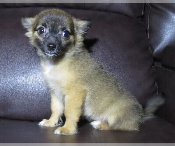 Medium Photo #10 Chihuahua Puppy For Sale in HAYES, VA, USA