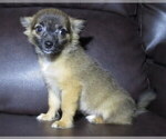 Small #9 Chihuahua