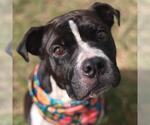 Small #1 American Staffordshire Terrier