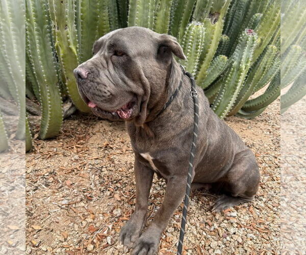 Medium Photo #4 Mutt Puppy For Sale in Goodyear, AZ, USA