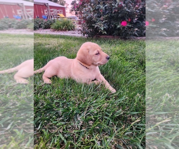 Medium Photo #3 Labrador Retriever Puppy For Sale in SABETHA, KS, USA