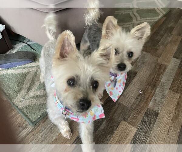 Medium Photo #4 Maltese-Unknown Mix Puppy For Sale in Princeton, MN, USA