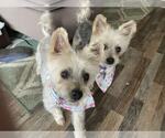 Small #3 Maltese Mix