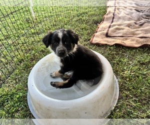Medium Australian Shepherd