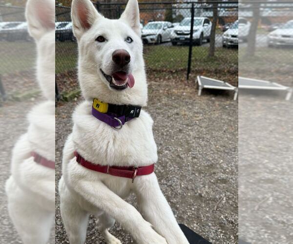 Medium Photo #2 Siberian Husky-Unknown Mix Puppy For Sale in Elmsford, NY, USA