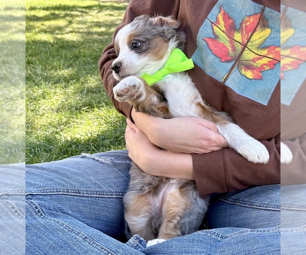 Medium Photo #9 Bernedoodle (Miniature) Puppy For Sale in ROY, UT, USA