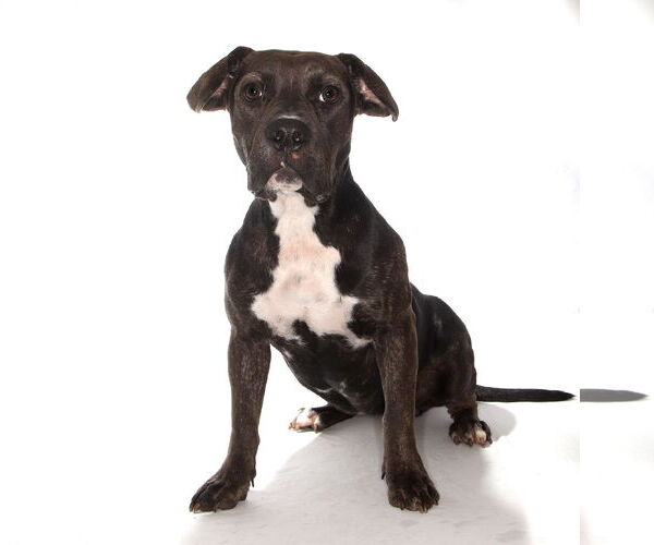 Medium Photo #3 Labrador Retriever-Unknown Mix Puppy For Sale in Oakland Park, FL, USA