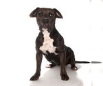 Small #2 Labrador Retriever Mix