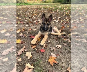 German Shepherd Dog Puppy for sale in EAST LYME, CT, USA