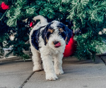 Puppy Puppy 4 Goldendoodle-Miniature Bernedoodle Mix
