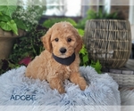 Puppy 1 Goldendoodle-Poodle (Toy) Mix