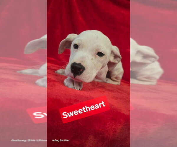 Medium Photo #4 Mutt Puppy For Sale in Foristell, MO, USA