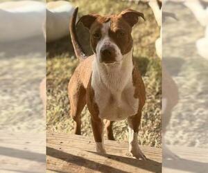 American Staffordshire Terrier Dogs for adoption in San Antonio, TX, USA