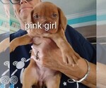 Small #15 Beagle