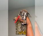 Small #1 American Bully