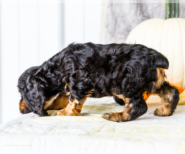 Medium Photo #43 Cocker Spaniel Puppy For Sale in WAKARUSA, IN, USA