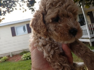 Poodle (Toy) Puppy for sale in MORRISONVILLE, NY, USA