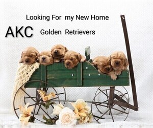 Golden Retriever Puppy for sale in LOYAL, WI, USA