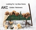 Image preview for Ad Listing. Nickname: Litter of 6