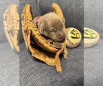 SALLY - Female Labrador Retriever Puppy for Sale - Photo #3