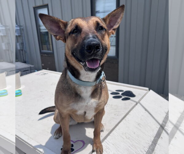 Medium Photo #15 Mutt Puppy For Sale in Fargo, ND, USA