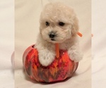 Small Photo #6 Poodle (Toy) Puppy For Sale in SAFFORD, AZ, USA