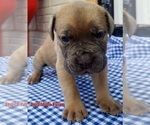 Puppy Red collar Cane Corso