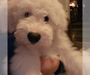 Old English Sheepdog Puppy for sale in WILMINGTON, OH, USA