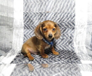 Dachshund Puppy for sale in HAWESVILLE, KY, USA